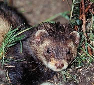 Sample of Polecat