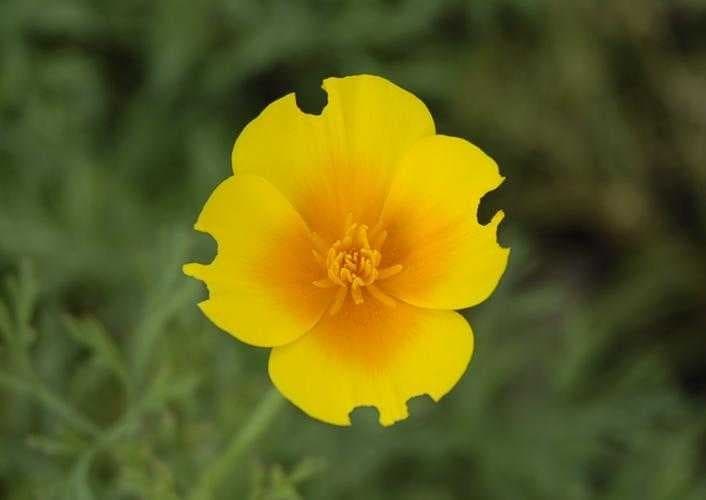 Californian poppy image dataset preview