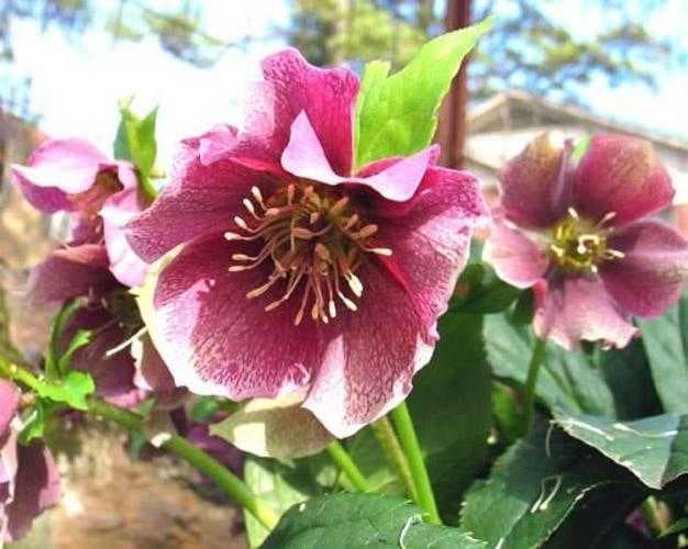 Sample of Lenten rose