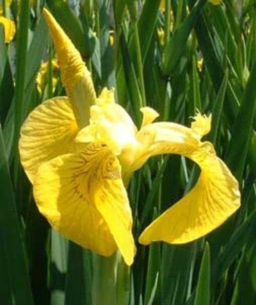 Sample of Yellow iris