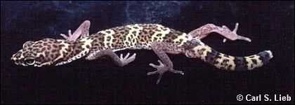 Sample of Banded gecko