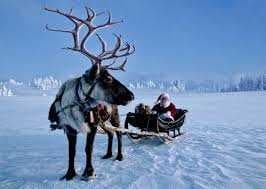 Sample of Reindeer