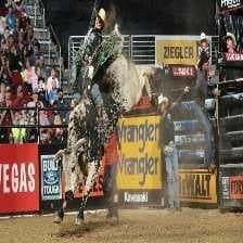 Sample of Bull riding
