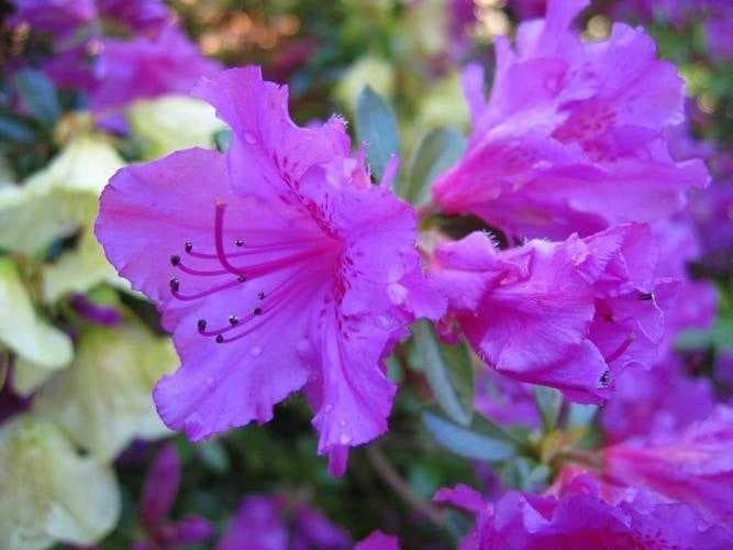 Sample of Azalea