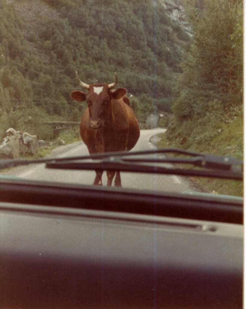 Sample of Bull