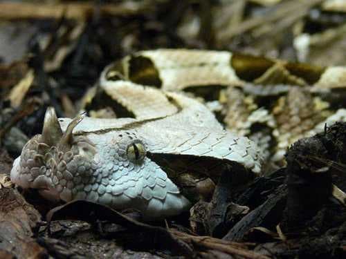 Sample of Horned viper