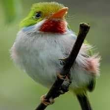 Sample of Cuban tody
