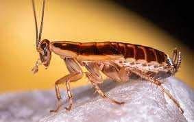 Sample of Cockroach