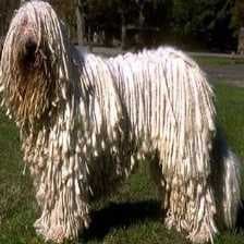 Sample of Komondor