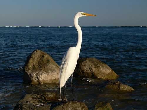 Sample of American egret