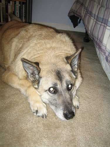 Sample of Norwegian elkhound