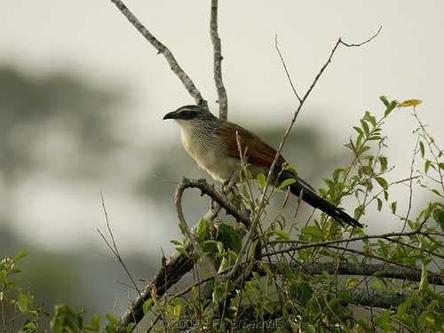 Coucal image dataset preview
