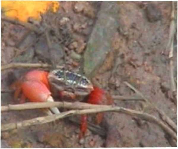 Sample of Fiddler crab