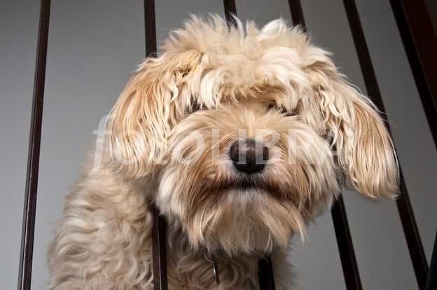 Sample of Tibetan terrier