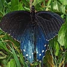 Sample of Pipevine