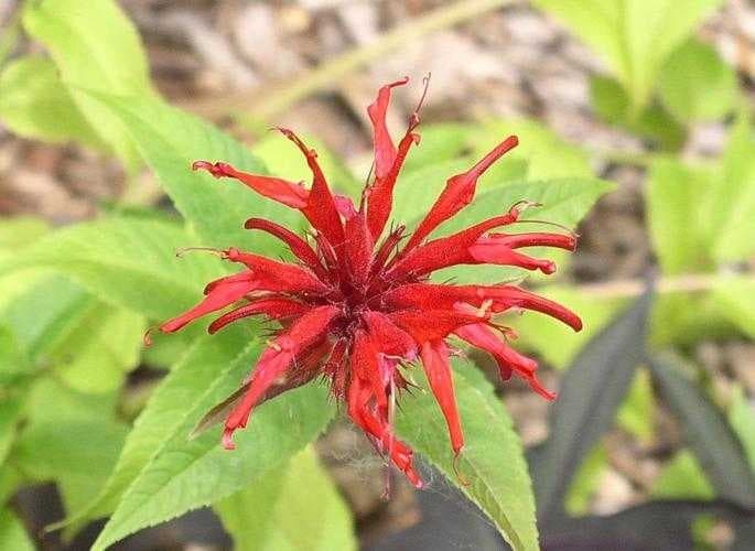 Sample of Bee balm