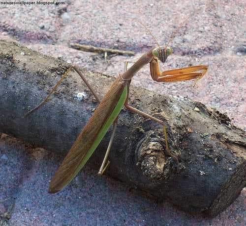 Sample of Mantis