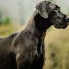 Sample of Great dane