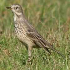 Sample of American pipit