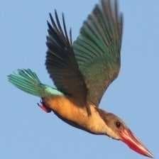 Sample of Stork billed kingfisher