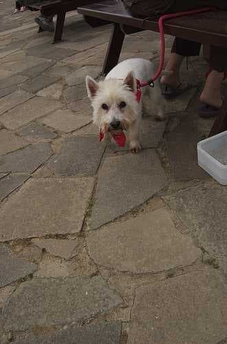 Sample of Norfolk terrier