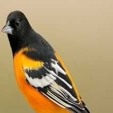 Sample of Baltimore oriole