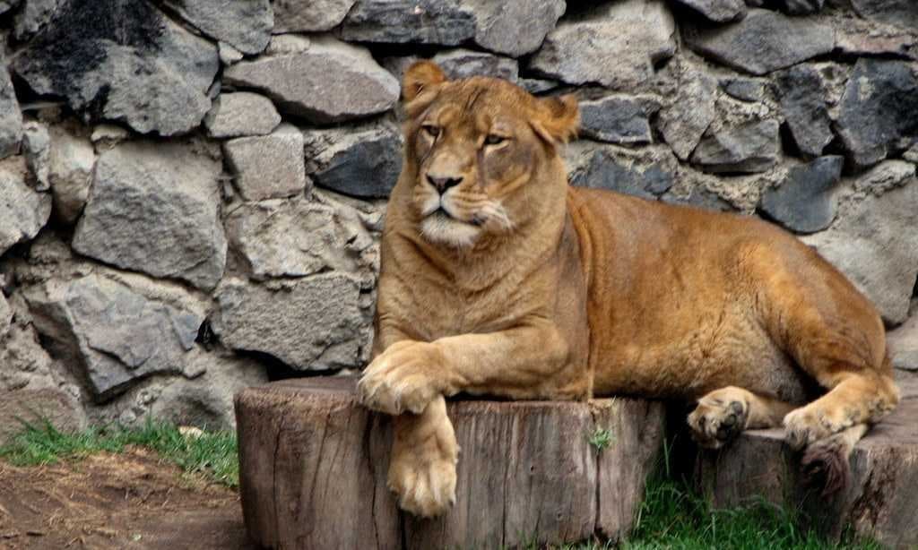 Sample of Lion