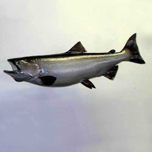 Sample of Coho