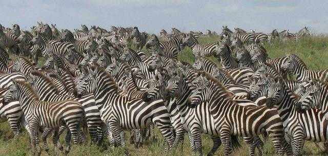 Sample of Animal migration