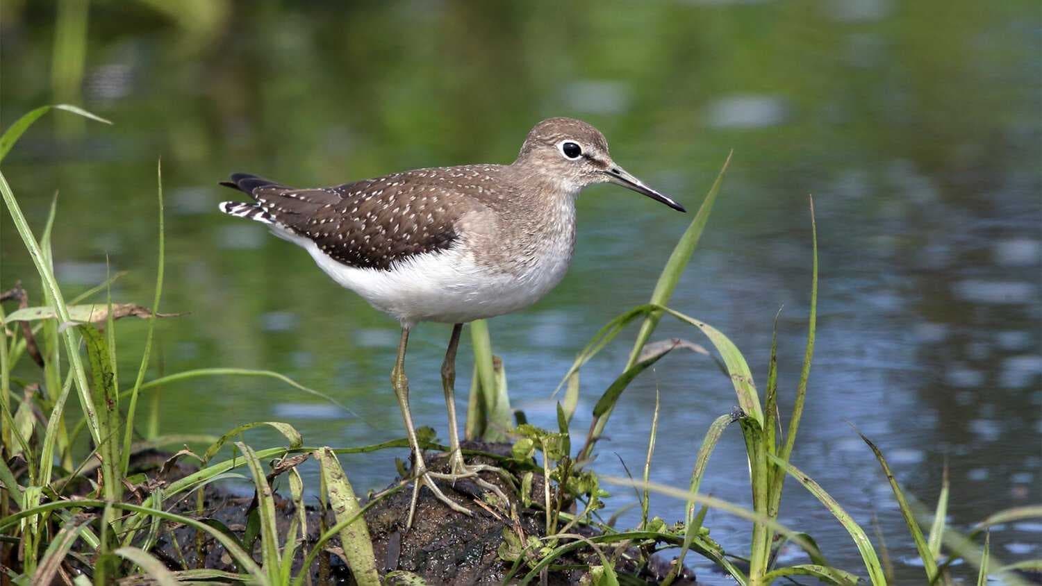 Sample of Sandpiper