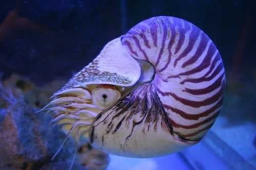 Sample of Chambered nautilus