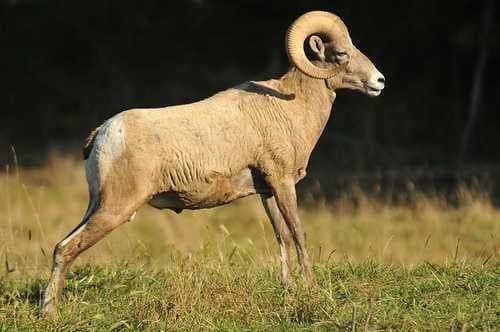 Sample of Bighorn