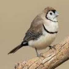 Sample of Double barred finch