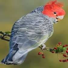 Gang gang cockatoo image dataset preview