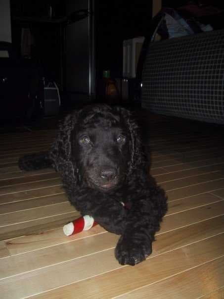 Sample of Irish water spaniel