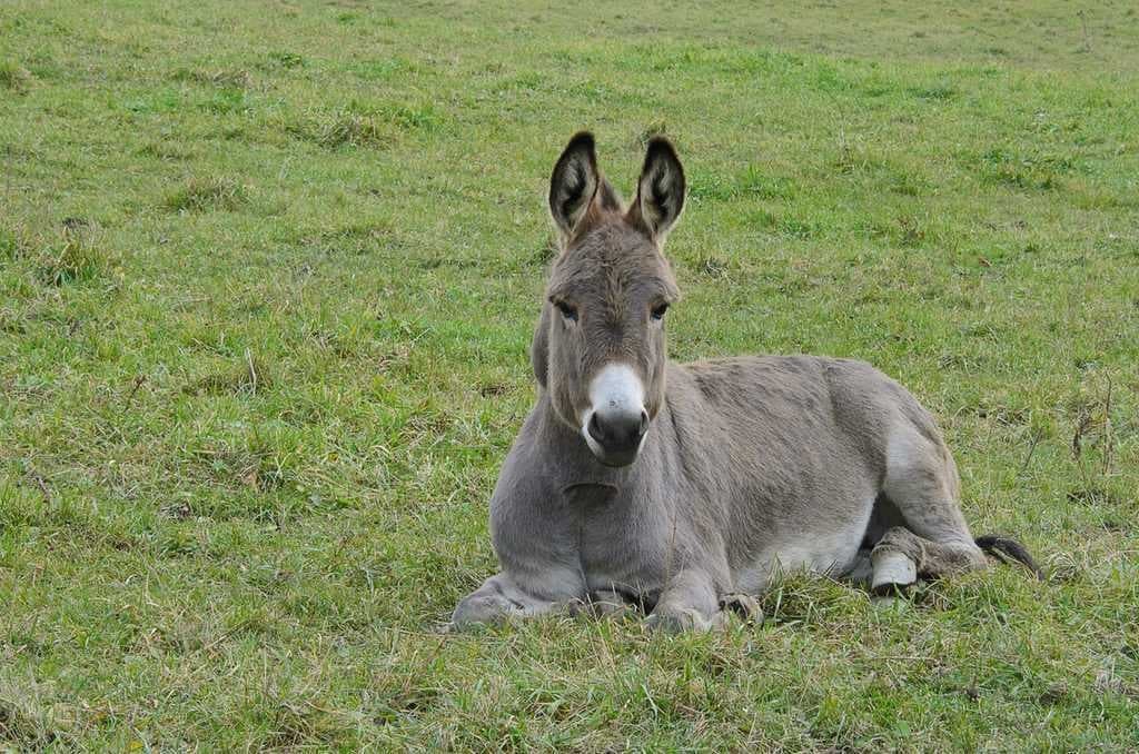Sample of Mule