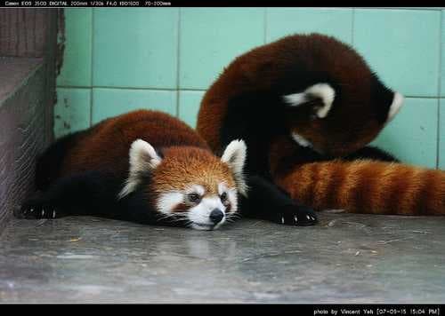 Sample of Lesser panda