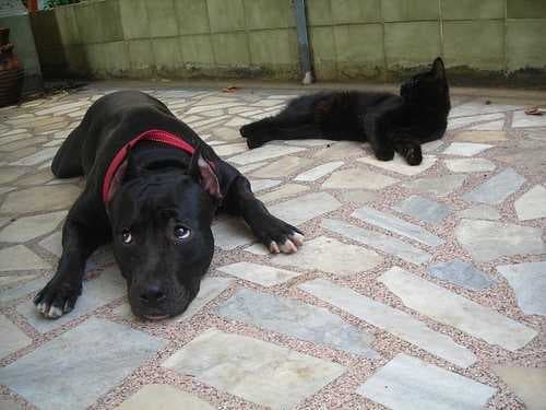 Sample of American staffordshire terrier