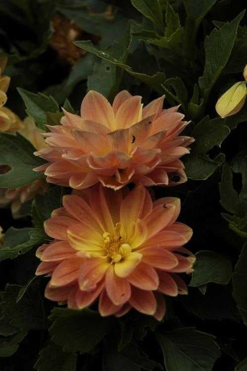 Sample of Pink yellow dahlia