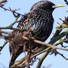 Sample of Common starling