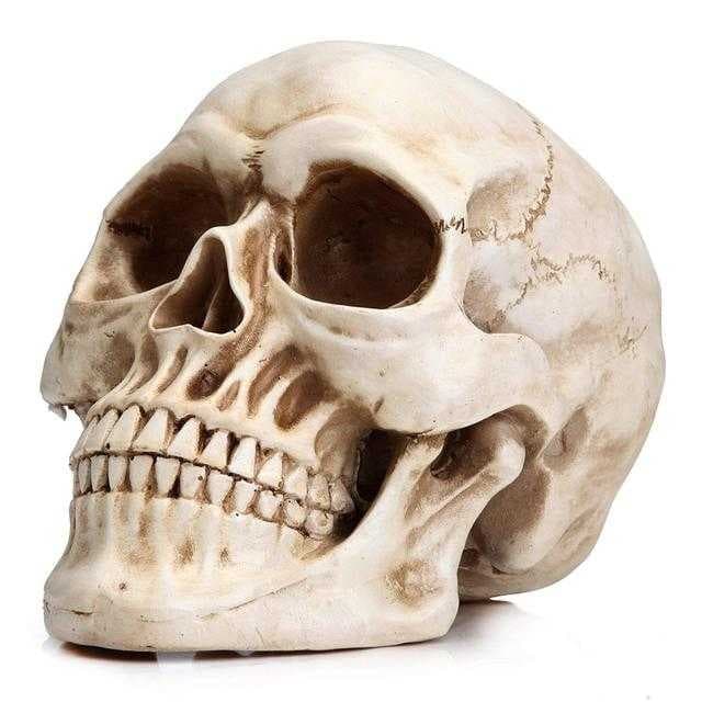 Sample of Skull