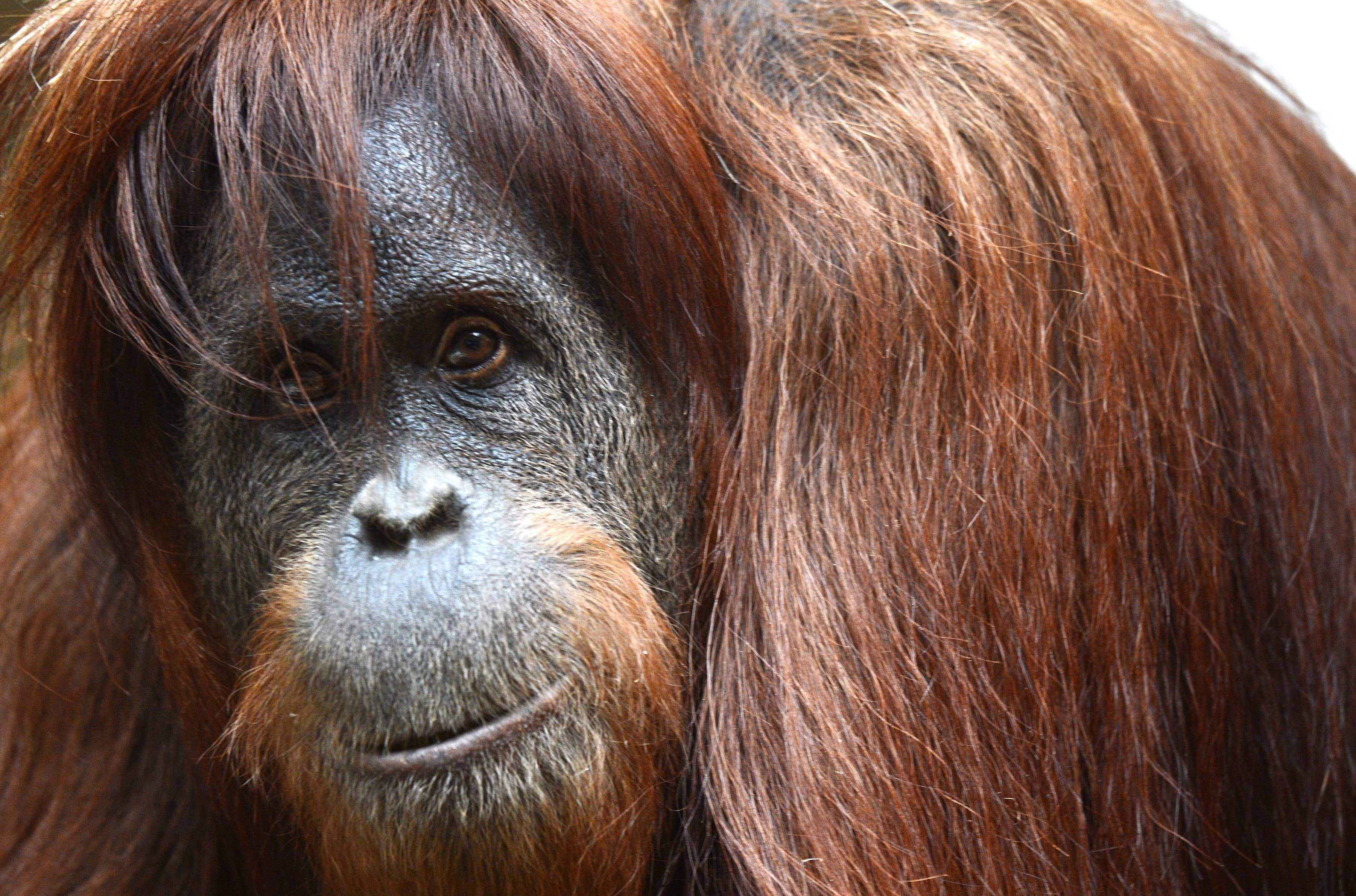 Sample of Orangutan
