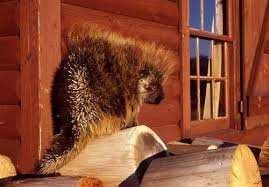 Sample of Porcupine