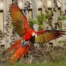 Sample of Scarlet macaw