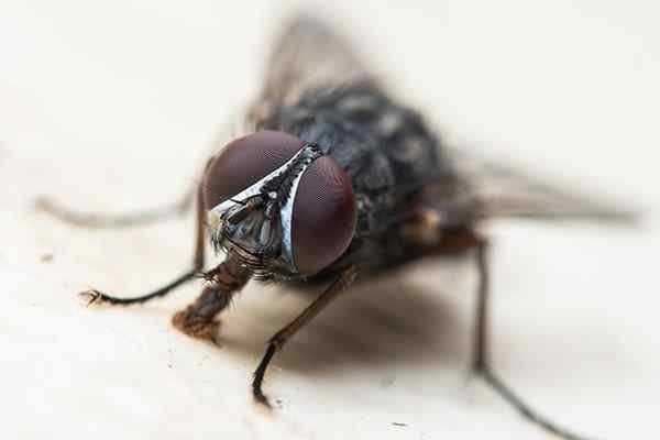 Sample of Fly