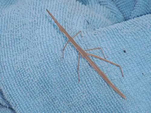 Sample of Walking stick