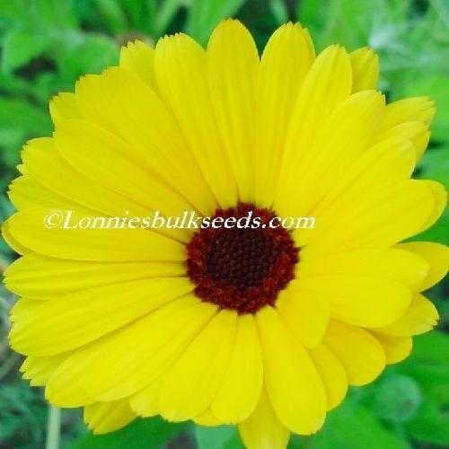 Sample of English marigold
