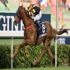 Sample of Horse racing