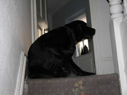 Sample of Labrador retriever