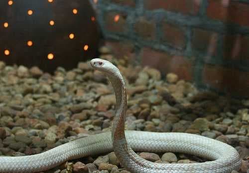 Sample of Indian cobra